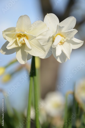 Beautiful daffodils on a long stem grow in an open-air garden © Olena