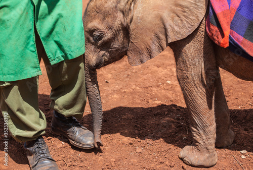 baby elephant and ranger in conservation center  photo