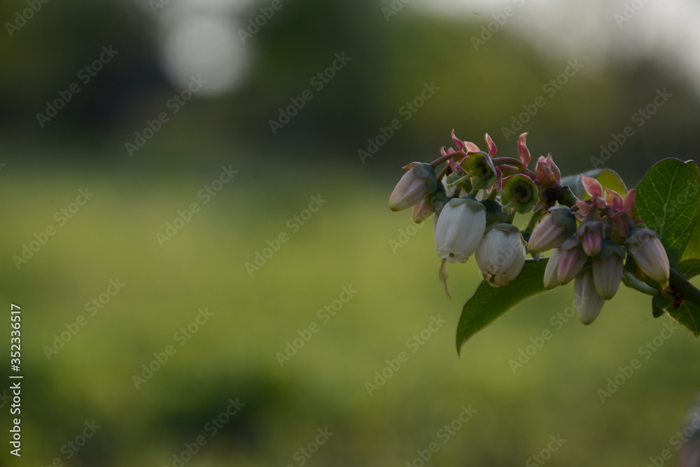 Branch with white flowers of blueberries on a blurred green background Branch with white flowers of blueberries on a blurred green background