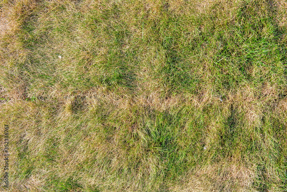 Lawn briquettes with dying grass. Texture of dying lawn with healthy