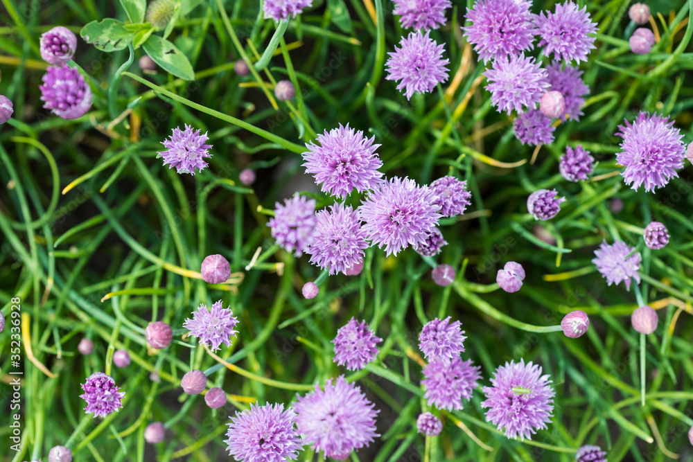 Purple chives in the garden. View from above. Purple chives in the garden. View from above.
