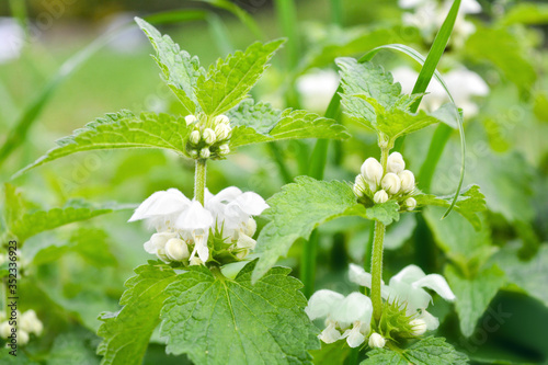 White dead-nettle, Lamium album, weed blooming close-up, selective focus, shallow DOF. Medical herb in natural habitat
