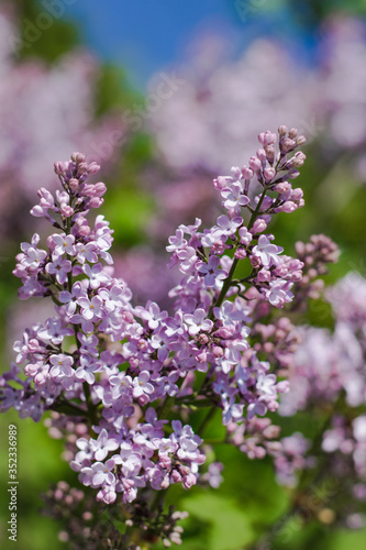 Lilac flowers in May - close-up. Green bokeh background