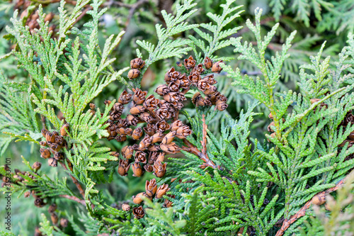 Close up of cypress cedar tree branch with bunch of brown cones. Thuja occidentalis bush is evergreen coniferous tree. Macro of cypress branch with cones. Conifer seeds of cedar selective focus
