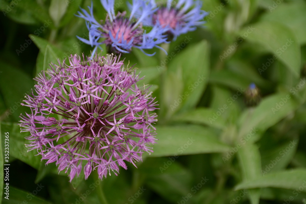 Purple allium and cornflowers in the summer in the garden Purple allium and cornflowers in the summer in the garden
