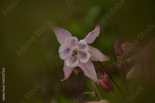White-pink aguilegia vulgaris flower close-up on a blurred background
