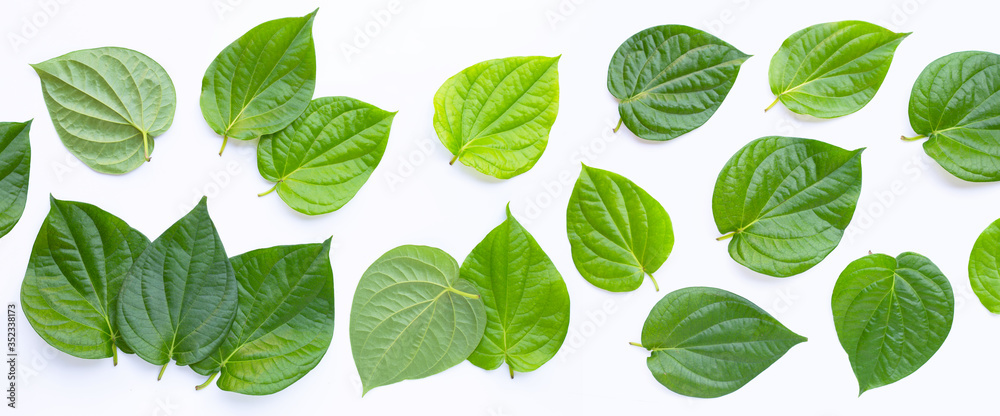 Green betel leaves, Fresh piper betle on white background. Green betel leaves, Fresh piper betle on white background.