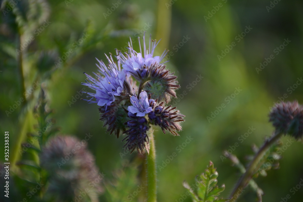 Large phacelia flower in green leaves on an open-air field Large phacelia flower in green leaves on an open-air field