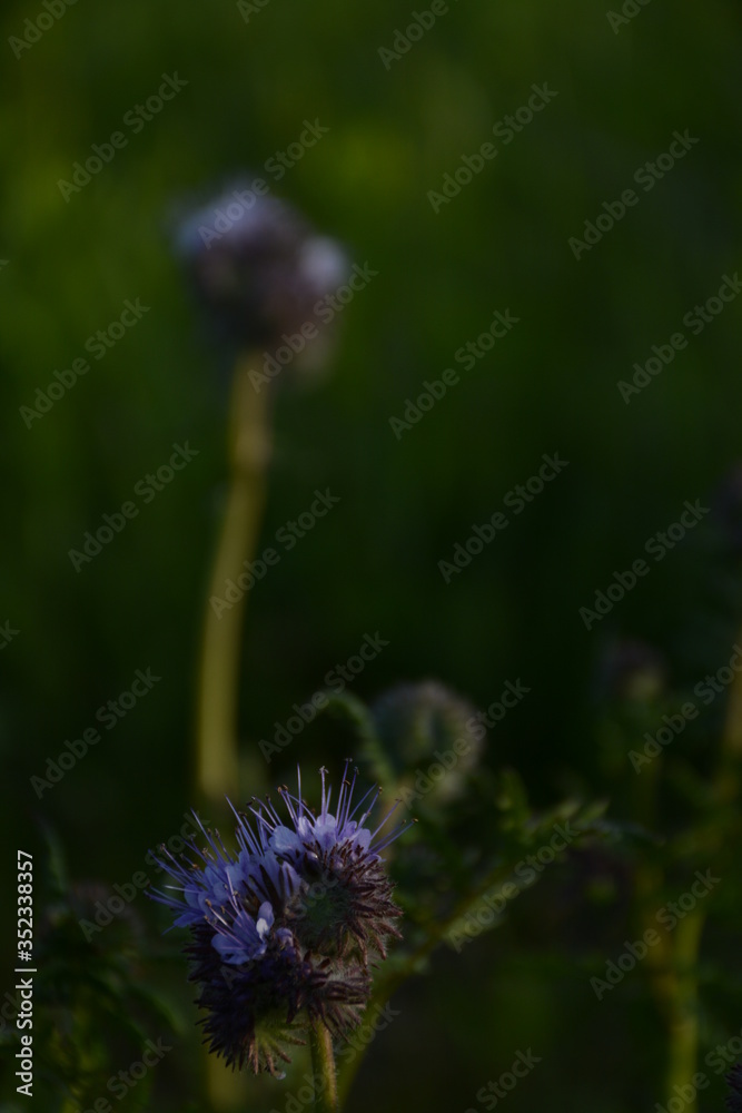 Beautiful delicate phacelia flowers on an open air field in spring Beautiful delicate phacelia flowers on an open air field in spring