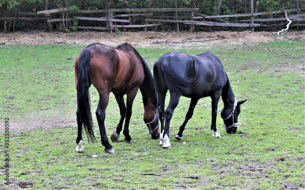 Obraz premium horse in the meadow