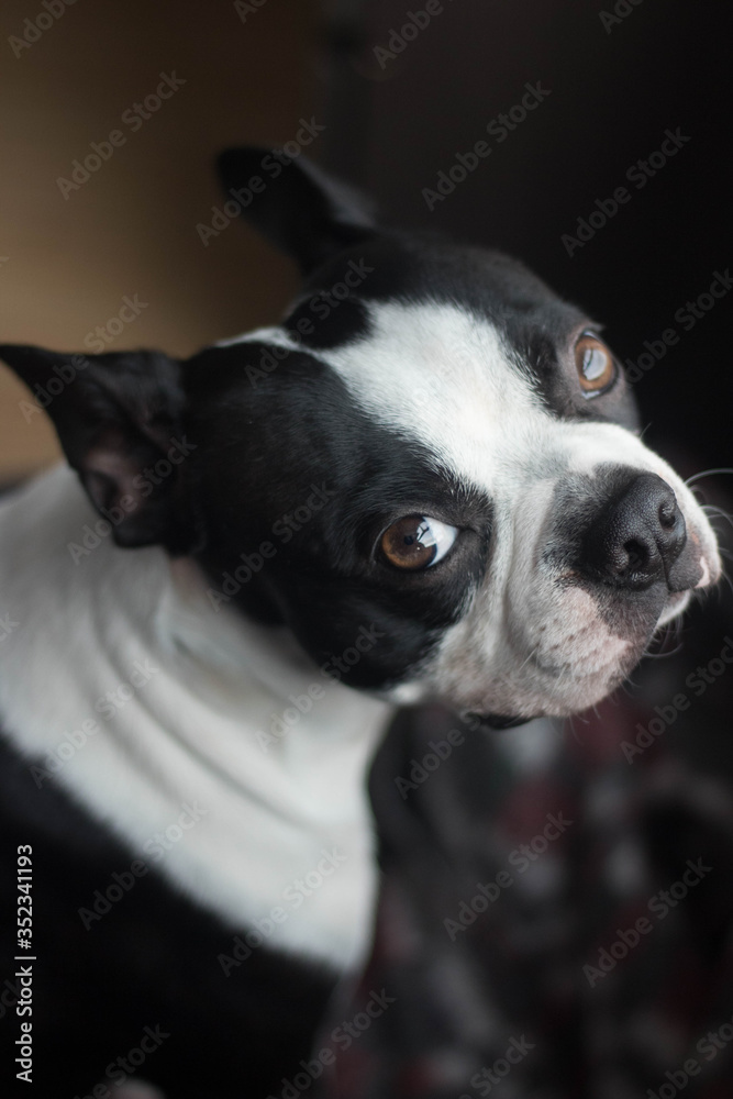 Boston Terrier Portrait