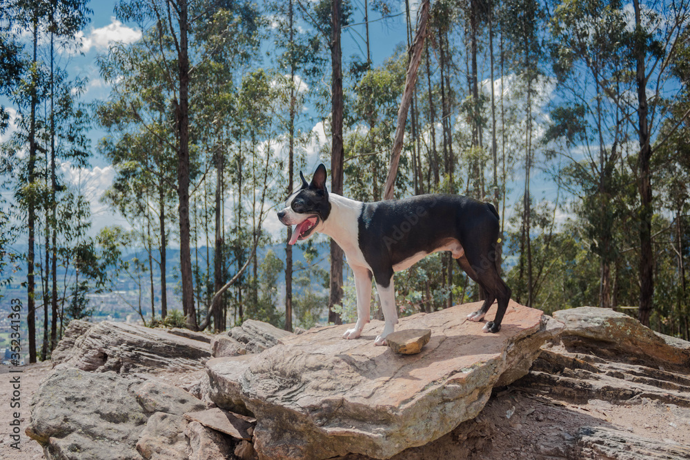 Boston Terrier stand over a rock