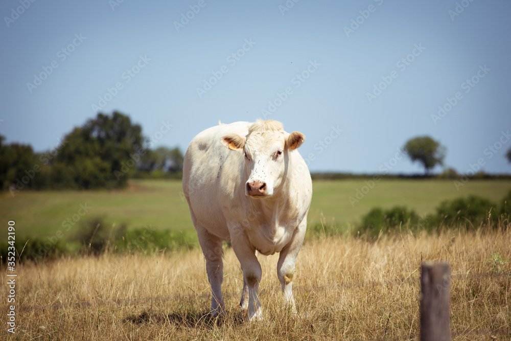 Theme is agriculture and divorce of cattle. One white cow stands, walks on the field with yellow grass against of the hills outside the city in village in the summer in the Burgundy region in France Theme is agriculture and divorce of cattle. One white cow stands, walks on the field with yellow grass against of the hills outside the city in village in the summer in the Burgundy region in France