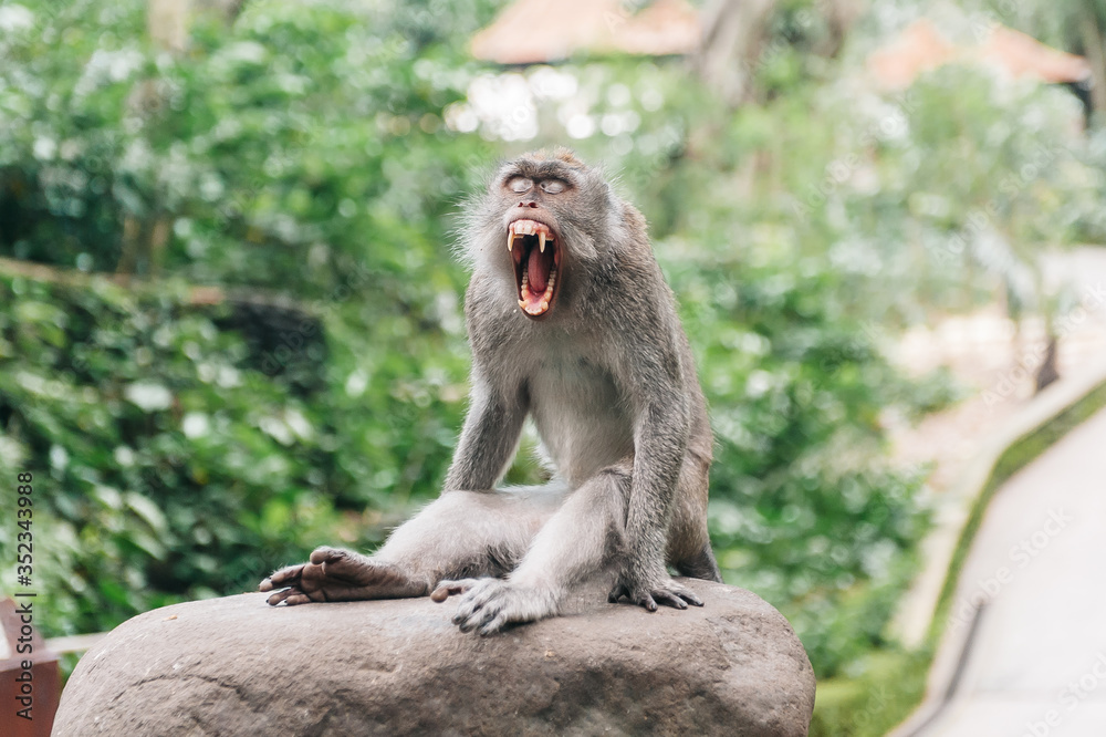 Monkey in the forest Ubud Bali Indonesia. Monkey yawns, close eyes and show teeth.