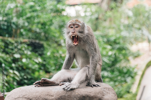 Monkey in the forest Ubud Bali Indonesia. Monkey yawns and show teeth.