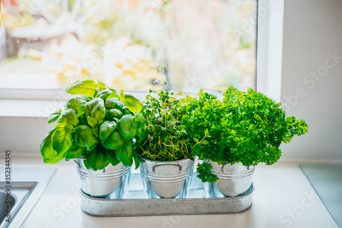Organic, homegrown basil, parsley and thyme herbs in pots on the kitchen in front of the window. Home planting and food growing. Sustainable lifestyle, plant-based foods. Selective focus. Copy space.