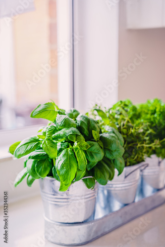 Selective focus homegrown basil, parsley and thyme herbs in pots on the kitchen in front of the window. Home planting and food growing. Sustainable lifestyle, plant-based foods. Vertical. Copy space.