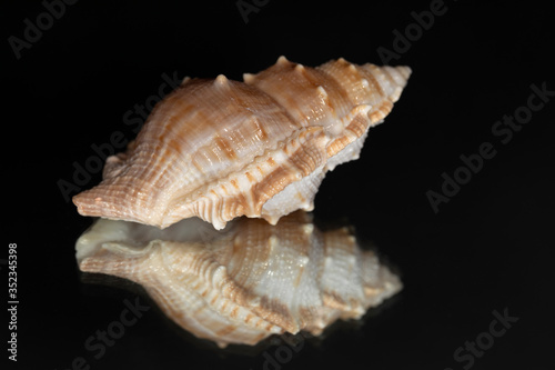 Seashell isolated on black with reflection