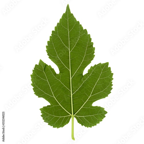 white mulberry tree (Morus alba) leaf isolated over white