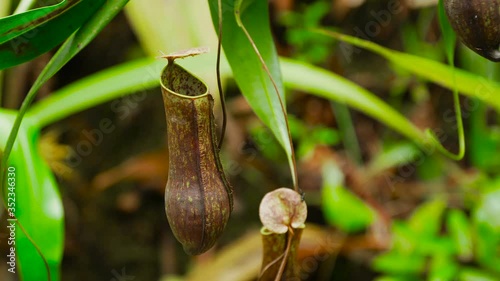 Tropical pitcher plants or nepenthes is a genus of carnivorous plants that can eat insects. This is exotic plants found in deep forest at Borneo.