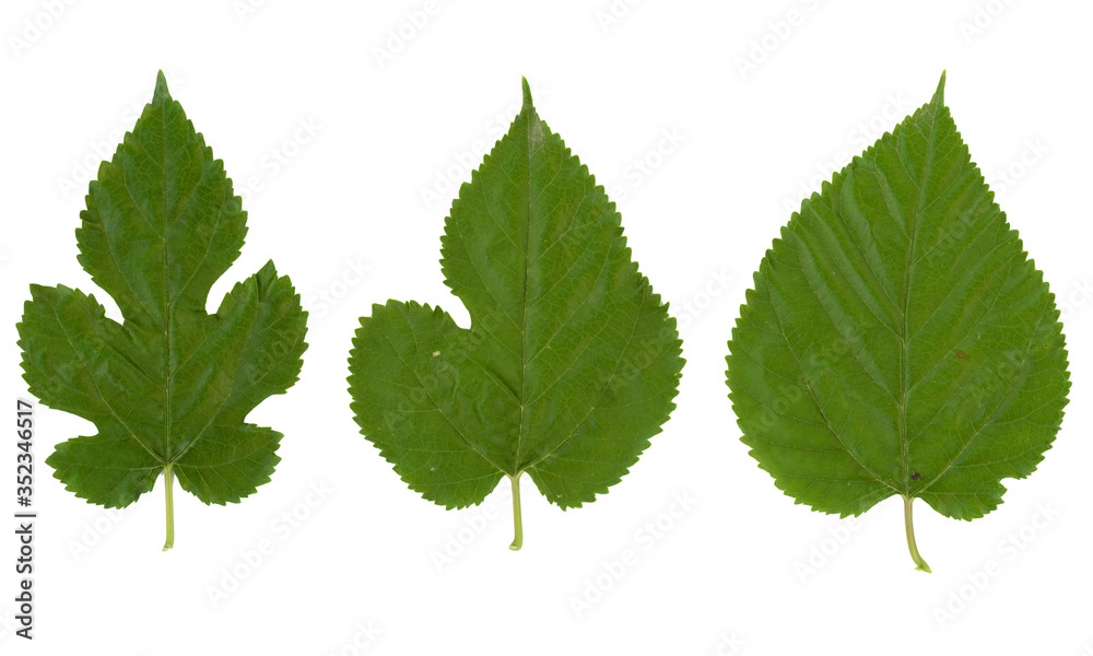 white mulberry tree (Morus alba) leaf isolated over white white mulberry tree (Morus alba) leaf isolated over white