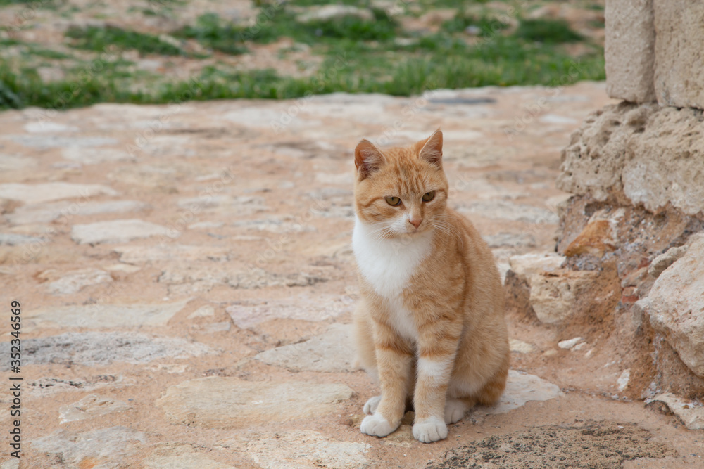 Red Greek stray cat in nature. Homeless animal theme.