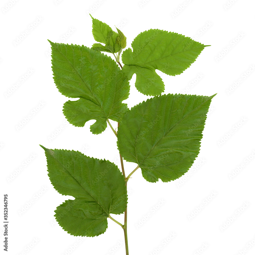 white mulberry tree (Morus alba) leaf isolated over white white mulberry tree (Morus alba) leaf isolated over white