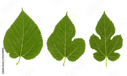 Fotografie white mulberry tree (Morus alba) leaf isolated over white