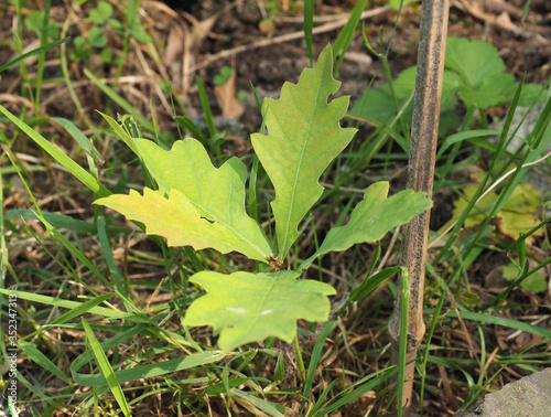 oak tree (Quercus robur) sapling