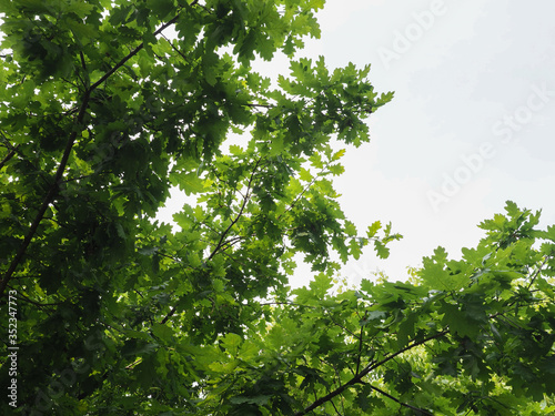 oak tree  Quercus robur  sapling