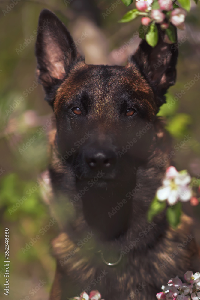 The portrait of a young serious Belgian Shepherd dog Malinois posing outdoors in a blooming apple tree in spring The portrait of a young serious Belgian Shepherd dog Malinois posing outdoors in a blooming apple tree in spring