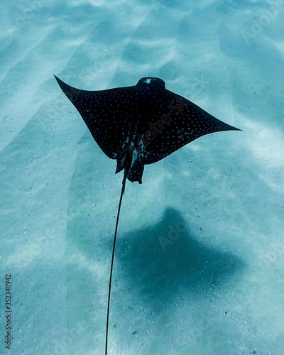 Hawaii Eagle Ray photo