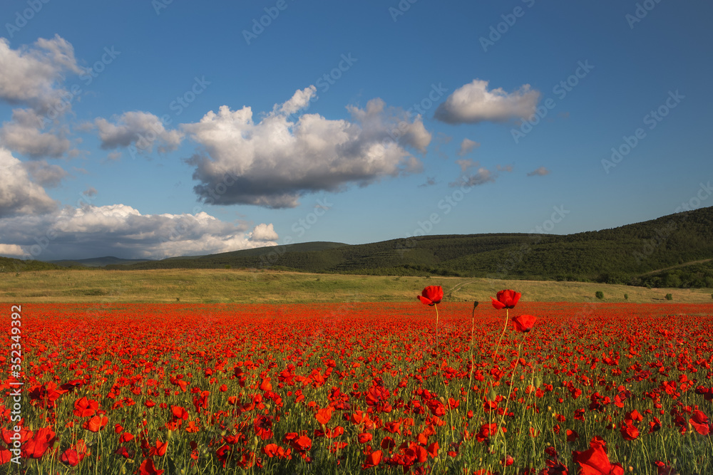 Beautiful field of red poppies at sunset. Evening landscape with a poppy field. Blue sky with clouds over a field of red poppies