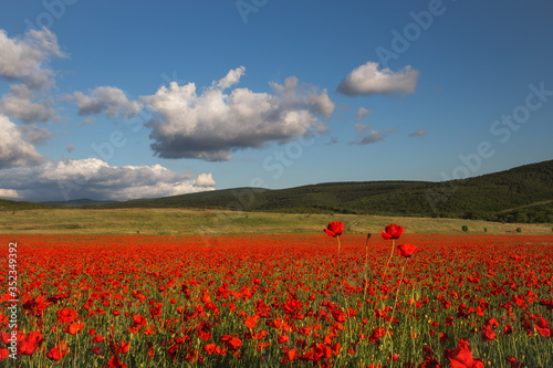 Beautiful field of red poppies at sunset. Evening landscape with a poppy field. Blue sky with clouds over a field of red poppies