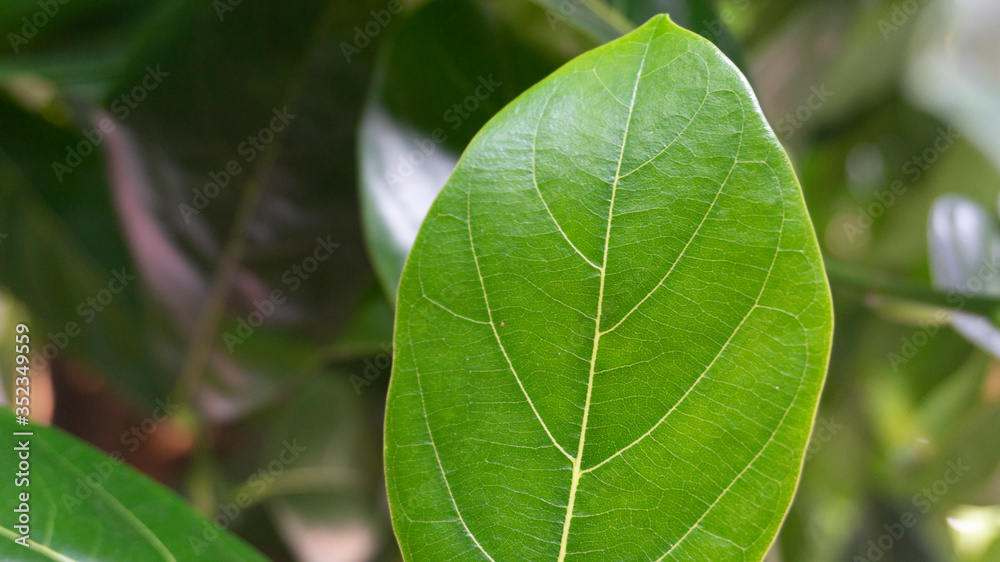 Green jackfruit leaves with a natural texture Green jackfruit leaves with a natural texture