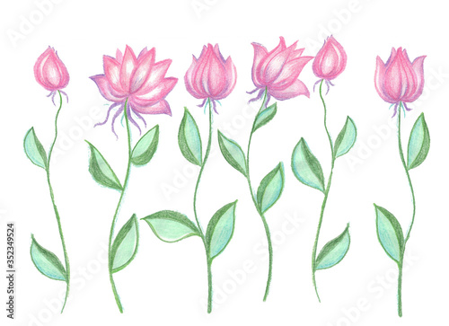 pink flowers, six botany sprouts, blooms with buds