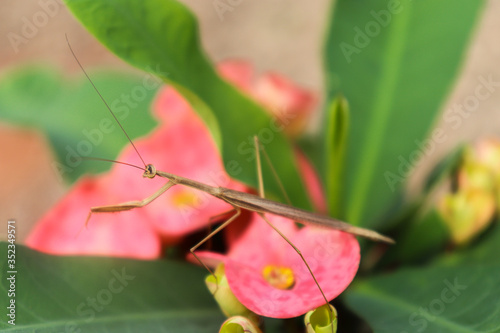 fotografia cerca a matis posando sobre flor rosada con planos competos y detalle  photo