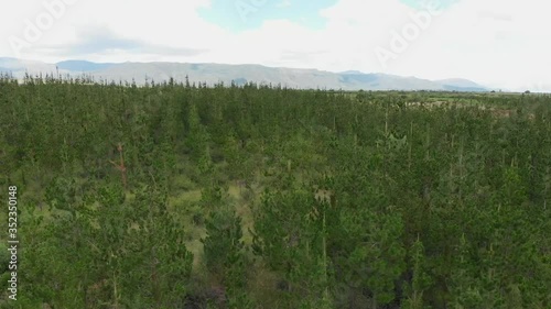 Big trees