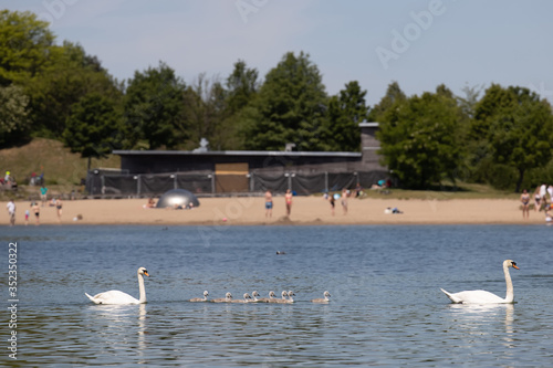 Swan family swim across the lake