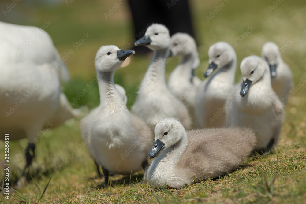 Beautiful small Chicks at green field Beautiful small Chicks at green field
