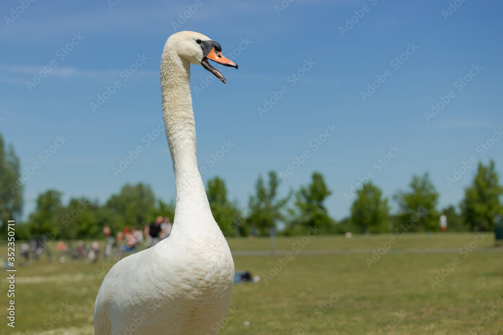 Beautiful white Swan protects their babys Beautiful white Swan protects their babys