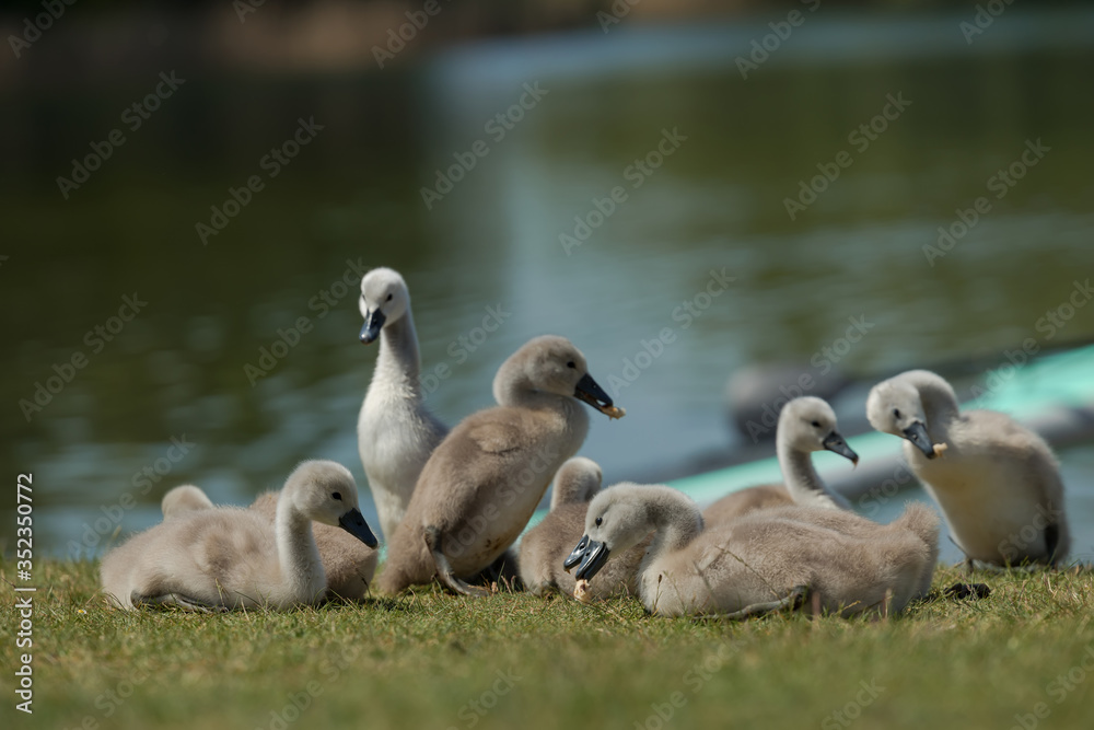 Beautiful small Chicks at green field near the lake Beautiful small Chicks at green field near the lake