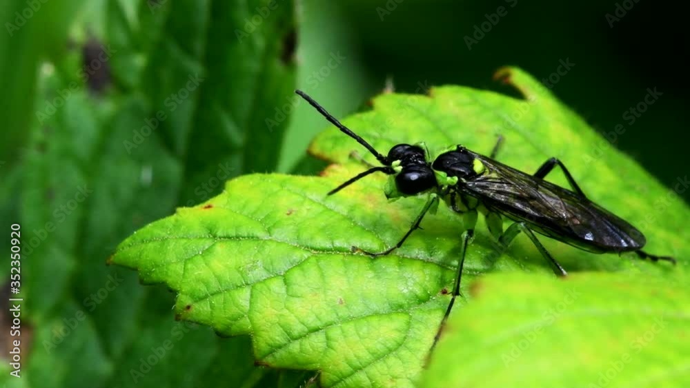 Sawfly on a leaf. His Latin name is Tenthredo mesomela. Sawfly on a leaf. His Latin name is Tenthredo mesomela.
