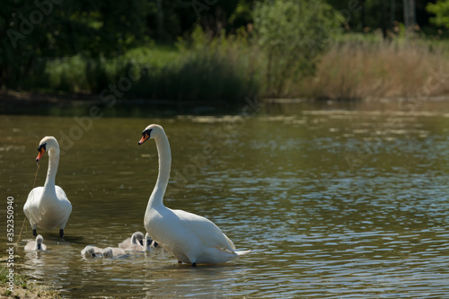 A family of swans in nature leaves the lake