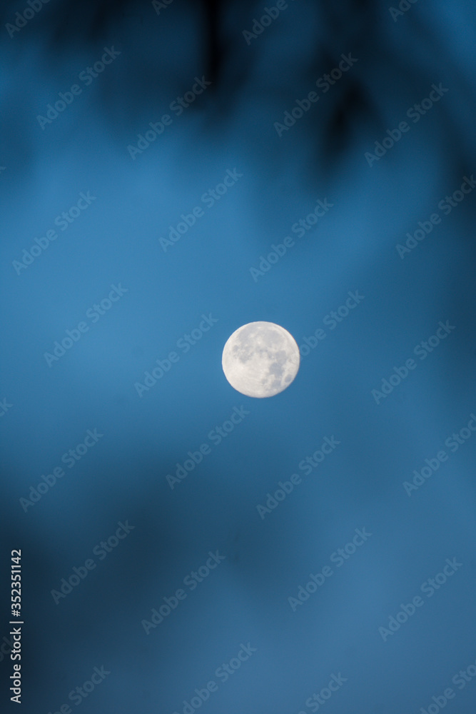 Luna llena con contorno de hojas Luna llena con contorno de hojas