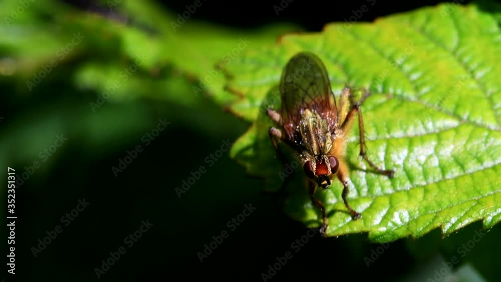 Close Up movie Yellow Dung Fly on a leaf. Her Latin name is Scathophaga stercoraria. Close Up movie Yellow Dung Fly on a leaf. Her Latin name is Scathophaga stercoraria.