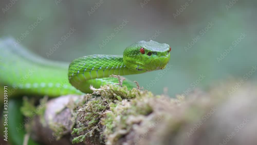 Green Pit Viper dangerous snake in Thailand and Southeast Asia. Green Pit Viper dangerous snake in Thailand and Southeast Asia.
