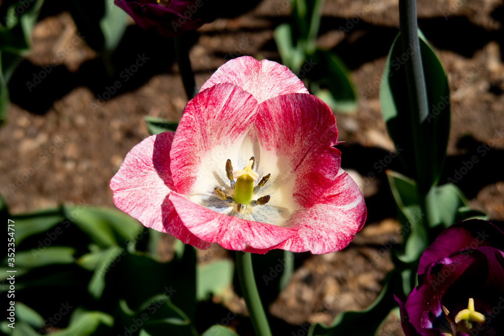 Naklejka premium View of a beautiful tulip on display in a botanical garden