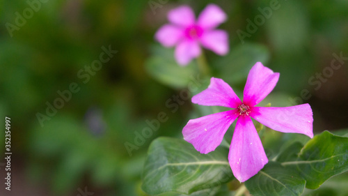 Madagascar periwinkle, Catharanthus roseus, or Vinca flower.