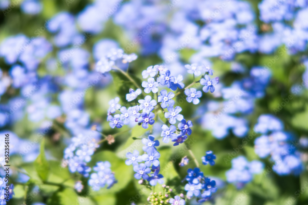 Closeup view of a beautiful myosotis flowering plant Closeup view of a beautiful myosotis flowering plant